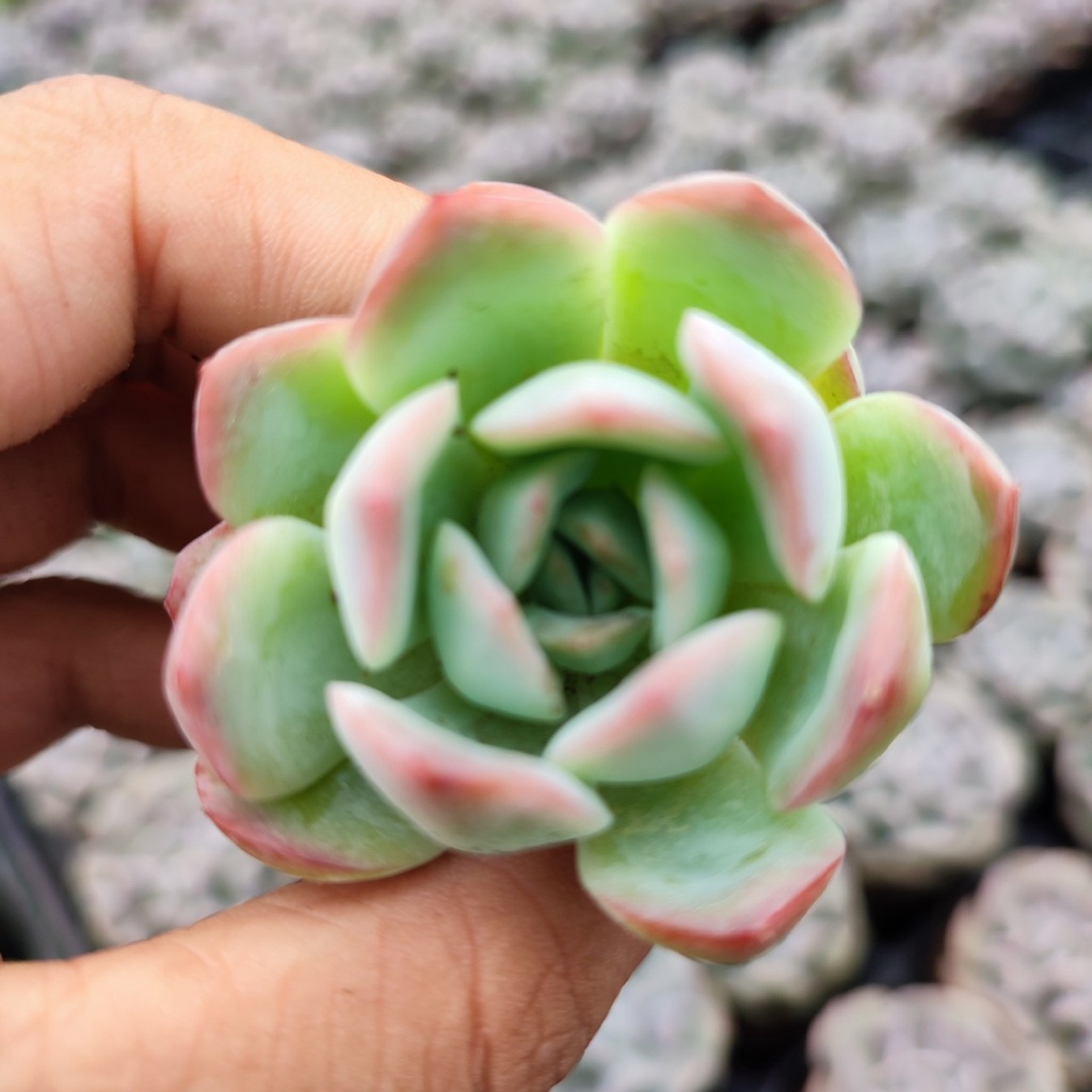 Sen đá thanh cúc size mini 2,5-4cm, xuất xứ Đà Lạt khoẻ đẹp, lỗi 1 đổi 1