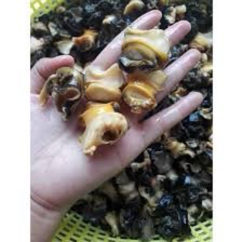 Ruột ốc bưu làm sạch 1kg (giao tphcm)