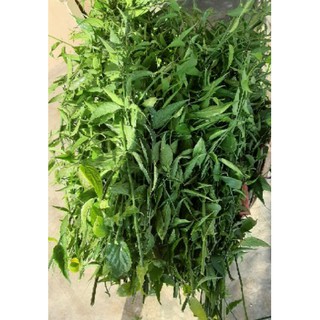 Cây xương khỉ 1kg