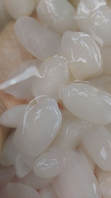 1kg hạt đác size cực to | BigBuy360 - bigbuy360.vn