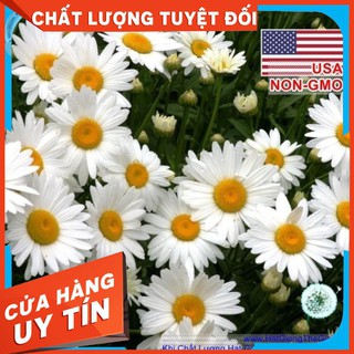 50h Hạt Giống Hoa Cúc Họa Mi Marguerite 50cm (Chrysanthemum leucanthemum )