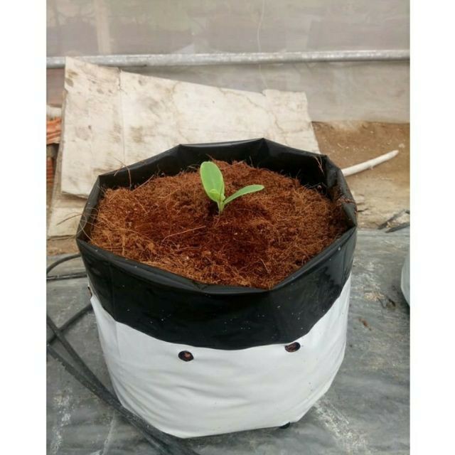 Túi nylon trồng cây 2 lớp 16,5 x 33 cm