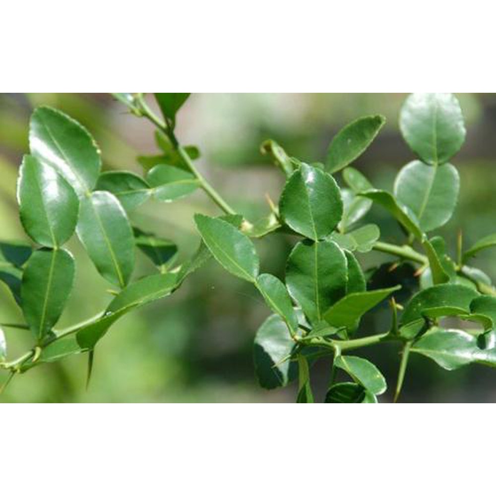 Lá chúc tươi mới hái 50g, làm gia vị cho món gà hấp lá chúc siêu ngon