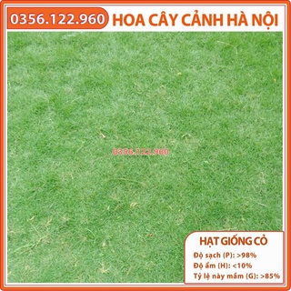 10g hạt giống cỏ nhung nhật