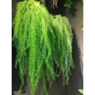 Hoa giả - cụm rong rủ 80cm