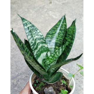 Cây lưỡi hổ lùn