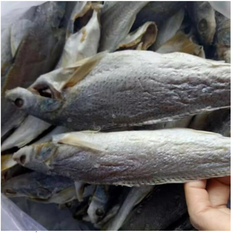Khô cá đù loại 1 hảo hạng ,đặc sản CẦN GIỜ , cá đù khô phơi sấy nắng tự nhiên đảm bảo chất lượng ngon , vệ sinh