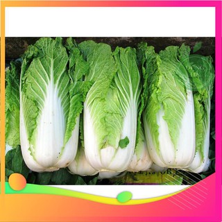 Hạt Giống Cải Thảo F1 - [ Tặng bộ dụng cụ làm vườn Mini 3 món ] VIETGAR