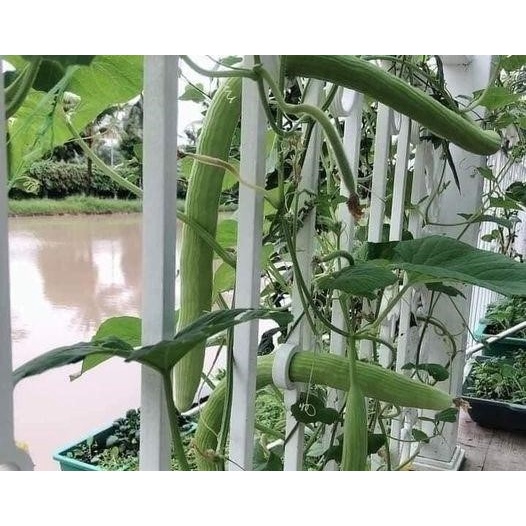 Hạt Giống Dưa Chuột Rắn Mỹ Siêu Dài 20 hạt (tặng kích mầm phân bón)