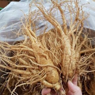 5H HẠT GIỐNG SÂM HÀN QUỐC