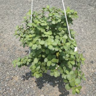 Cây giống ngọc bích - caygiongtot - vựa kiểng sa đéc - vuaskiengsadec