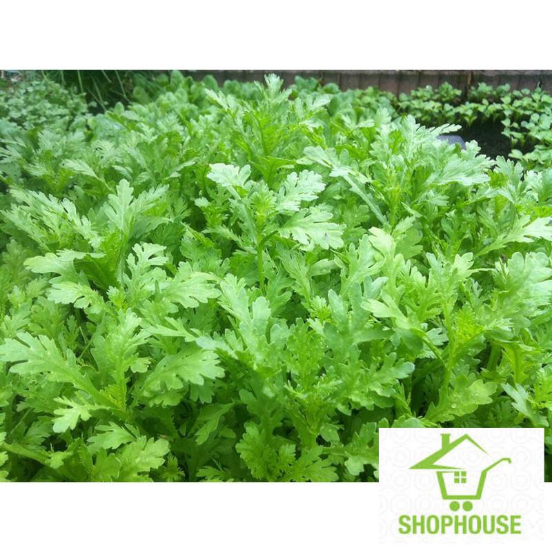 Shophouse Gói 10 gr hạt giống rau cải cúc trồng bốn mùa  SHOP HOUSE  TẾT KHUYẾN MẠI