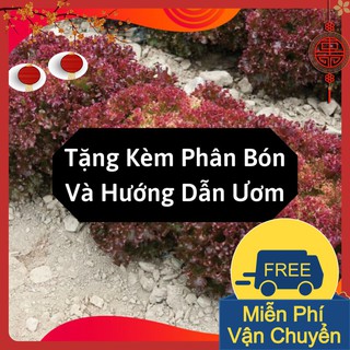 Hạt Giống Xà Lách Xoăn Tím