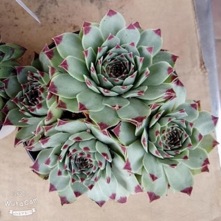 Sen đá lá viền đỏ