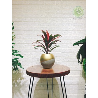 Chậu Xi Măng sơn Phom Tròn (chậu banh)