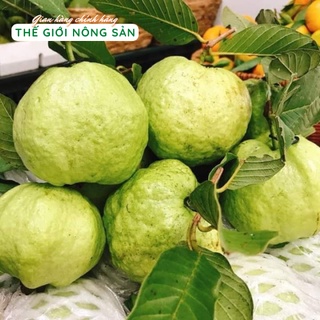 Ổi Nữ Hoàng Tiền Giang  - 1Kg - Thơm ngon giòn ngọt - Thế Giới Nông Sản