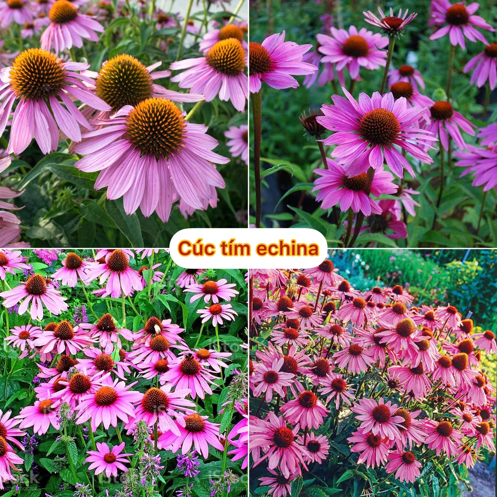 Hạt giống hoa cúc tím echina rất dễ trồng (tặng kèm phân, gói 200 hạt)