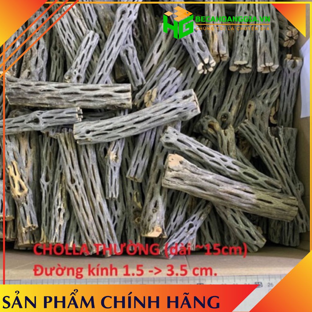 [ Hot Giá Sỉ ] Lũa Cholla Trang Trí Bể Cá