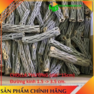 [ Hot Giá Sỉ ] Lũa Cholla Trang Trí Bể Cá