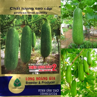 Hạt giống bí đao chanh lai F1-Hạt giống chất lượng kháng bệnh