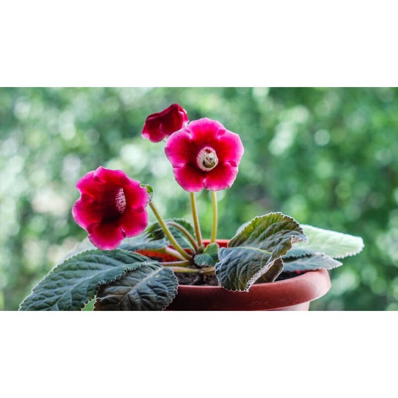 ạt giống hoa Tử la lan - Nảy mầm tốt - Tặng kèm 1 gói bón lá và 1 gói kích nảy mầm, có tờ hướng dẫn trồng Chưa Có Đánh G