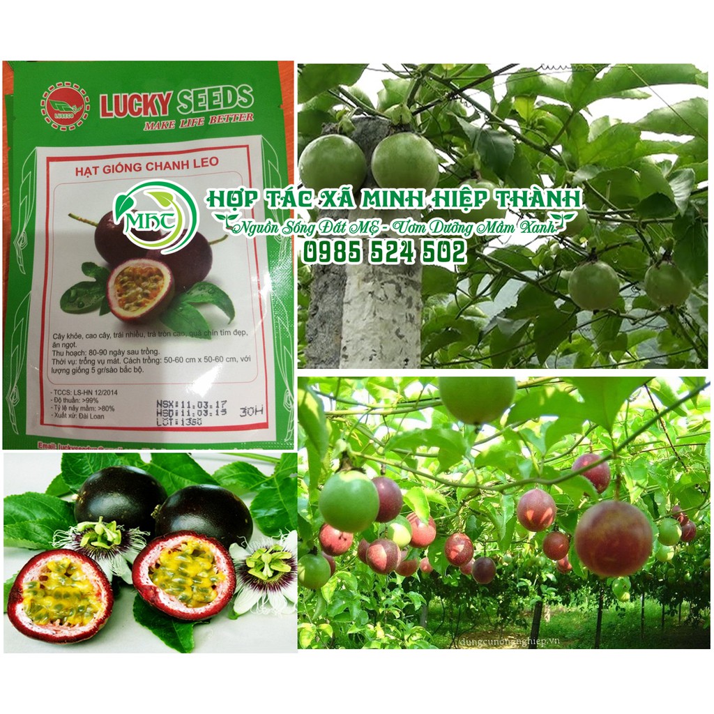 hạt gióng chanh leo