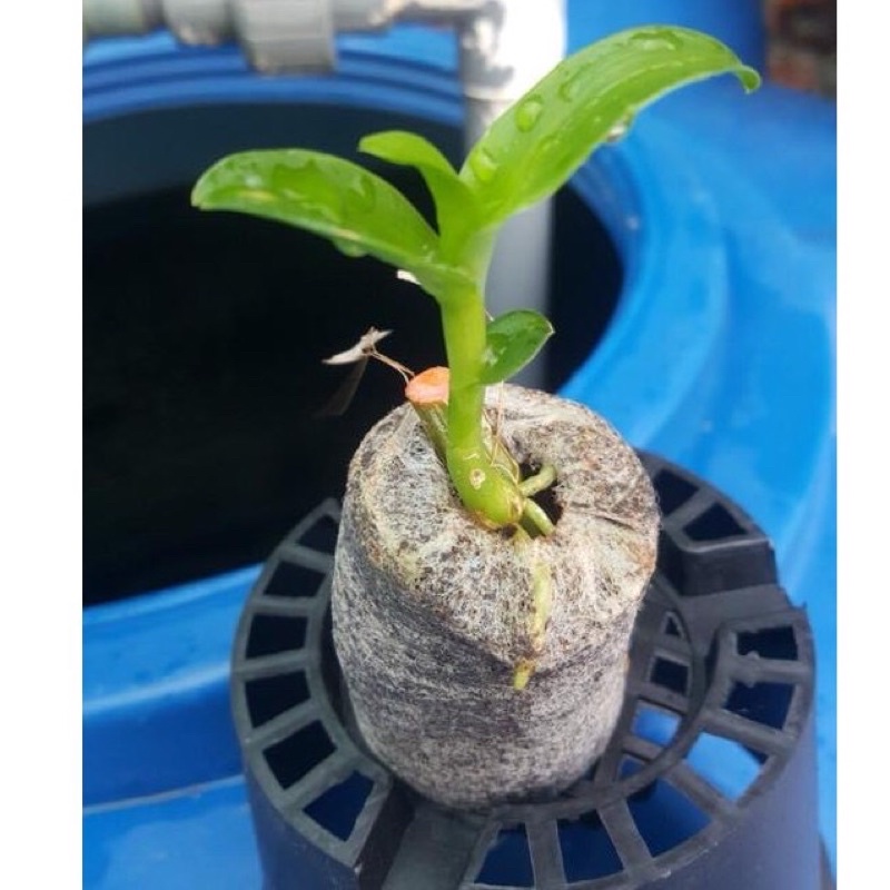 Viên nén xơ dừa dùng để ươm hạt giống