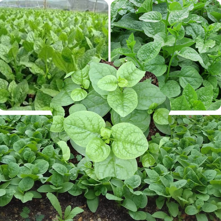 20g Hạt Giống Rau Mồng Tơi: Ngon Ngọt, Lá Tròn To, Dễ Trồng