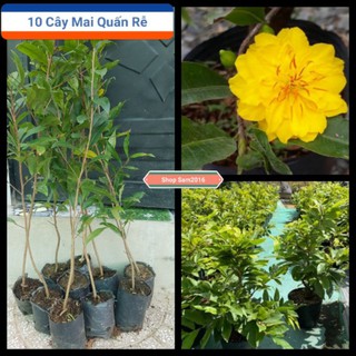 Combo 10 Cây Mai Quấn Rễ Giảo Nhiều Cánh Cao 40cm