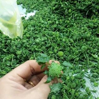 Nụ tam thất 500g