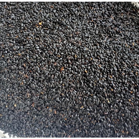 Hạt giống keo tai tượng - 1kg