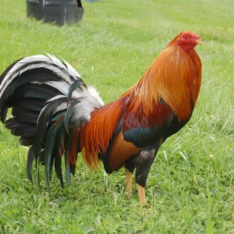 Top Maxx hiếu chiến ,cự mạnh điều trị gà lỏn lẻn