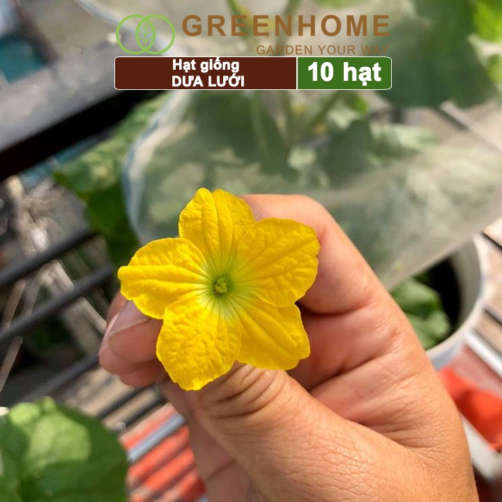 Hạt giống Dưa lưới ruột vàng f1 Greenhome, gói 10 hạt, sinh trưởng mạnh, năng suất cao T14