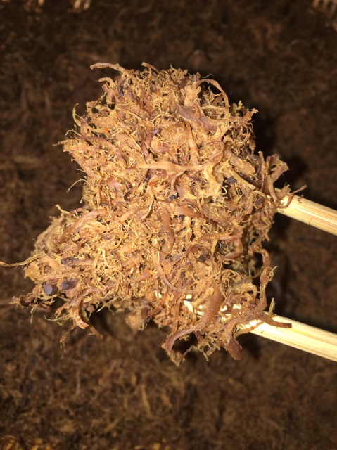 Ruốc nấm hương- Chà bông nấm hương Cô Dung 100g (cam kết xịn) | BigBuy360 - bigbuy360.vn