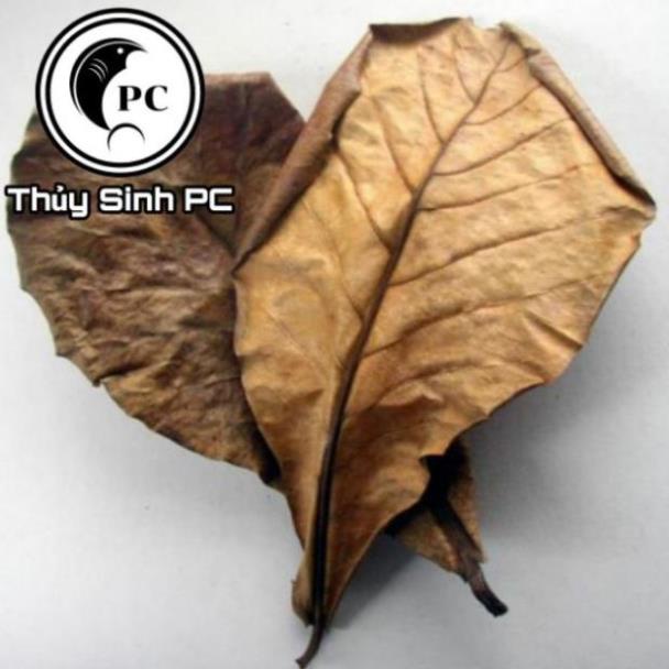 20 LÁ BÀNG KHÔ - THẦN DƯỢC CÁ CẢNH .