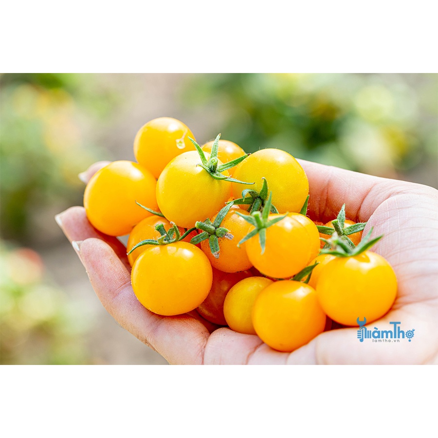 5H - Hạt giống cà chua cherry vàng quả ngọt