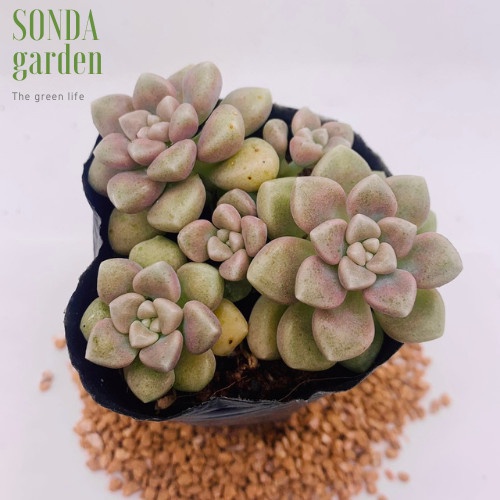 Sen đá kim tuyến SONDA GARDEN size bé 5-8cm, xuất xứ Đà Lạt, khoẻ đẹp, lỗi 1 đổi 1