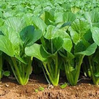 HẠT GIỐNG CẢI NGỌT CỌNG XANH, THÂN MẬP DỄ TRỒNG - 20 gam