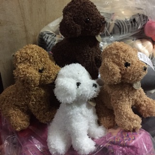 Chó poodle mềm 25