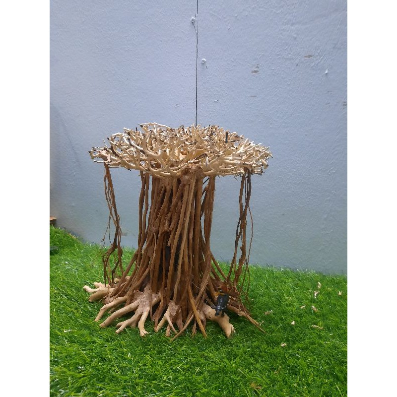 Lũa bonsai đa làng rễ rừng thả