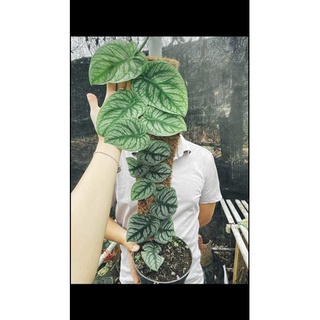 Monstera dubia