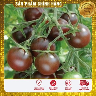 Hạt Giống Cà Chua Socola F1(10 hạt)
