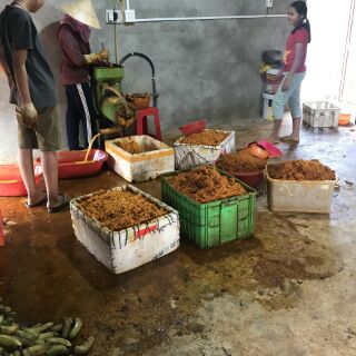 Tinh bột nghệ