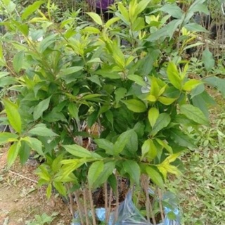 Cây gióng mạn tam hoa