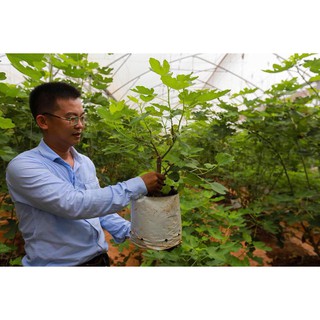 Cây Giống Sung Mỹ (giống Sung Camy)