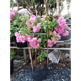 cây hoa giấy thái chùm hồng