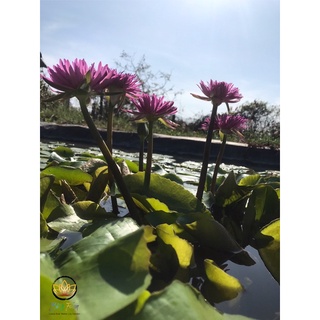Hoa súng cánh kép Khaohonsorn.