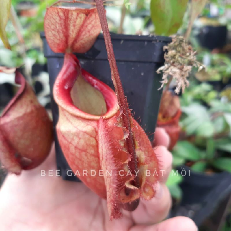 Cây nắp ấm N mirabilis winged x (viking x ampullaria)