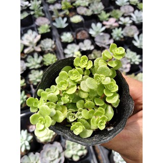 Sen đá sedum vẩy cá rô