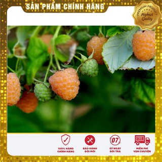 Hạt giống Quả Mâm Xôi Vàng 30 Hạt